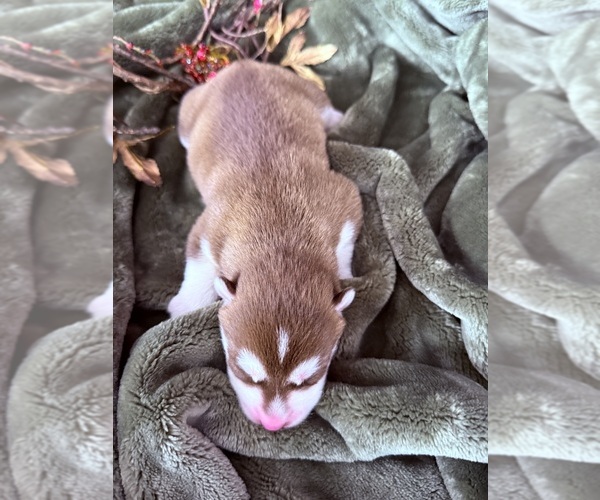 Medium Photo #22 Siberian Husky Puppy For Sale in STAPLES, MN, USA