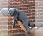 Small #1 Cane Corso