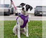 Small #10 Border Collie Mix