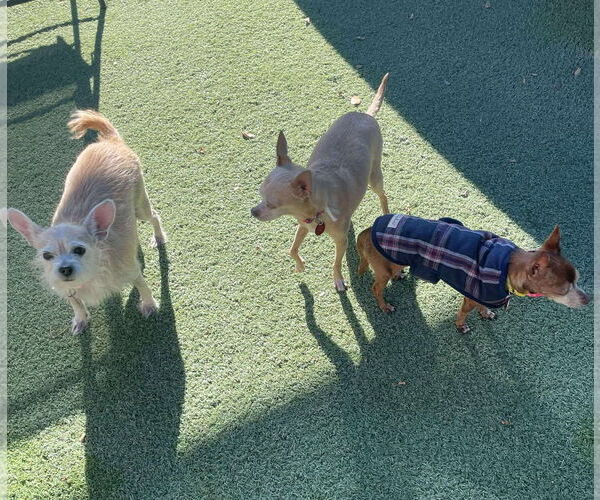 Medium Photo #2 Chihuahua-Unknown Mix Puppy For Sale in Tempe , AZ, USA