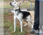 Small #2 Australian Shepherd-Huskies  Mix