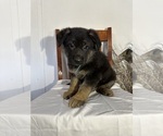 Puppy Blacky German Shepherd Dog