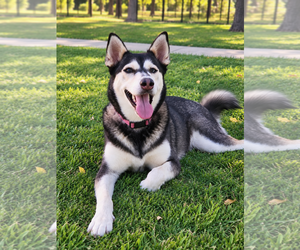 River - Female Siberian Husky-Unknown Mix Dog for Adoption - Photo #2