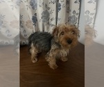Small Photo #15 Yorkshire Terrier Puppy For Sale in DURHAM, CT, USA