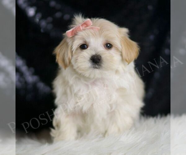 Medium Photo #5 Maltipoo Puppy For Sale in WARSAW, IN, USA