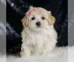 Small #4 Maltipoo