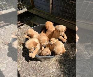 Golden Retriever Puppy for sale in LONDONDERRY, OH, USA