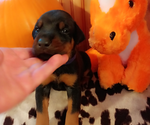 Puppy Puppy  10 Doberman Pinscher