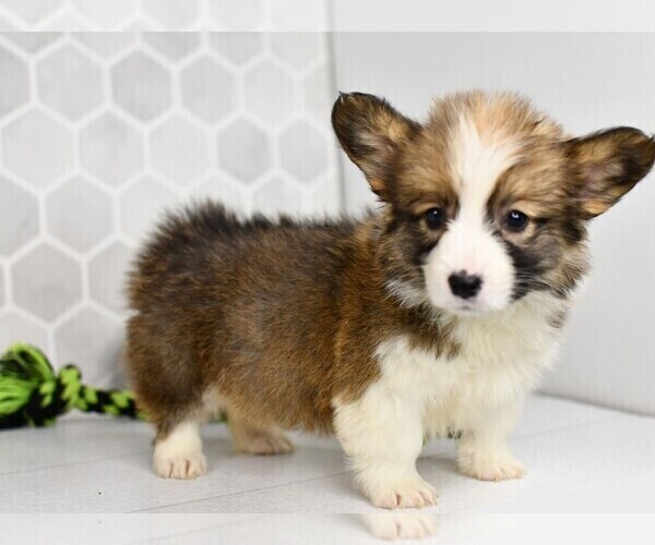 Medium Photo #5 Pembroke Welsh Corgi Puppy For Sale in MIDDLEBURY, IN, USA