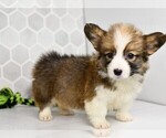 Small #4 Pembroke Welsh Corgi