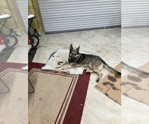 Rocky 6572 - Male German Shepherd Dog Dog for Adoption - Photo #13