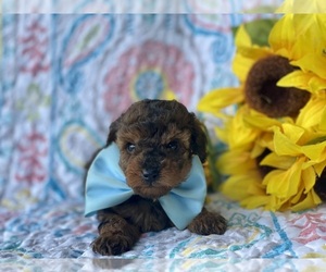 Cavapoo Puppy for sale in LANCASTER, PA, USA