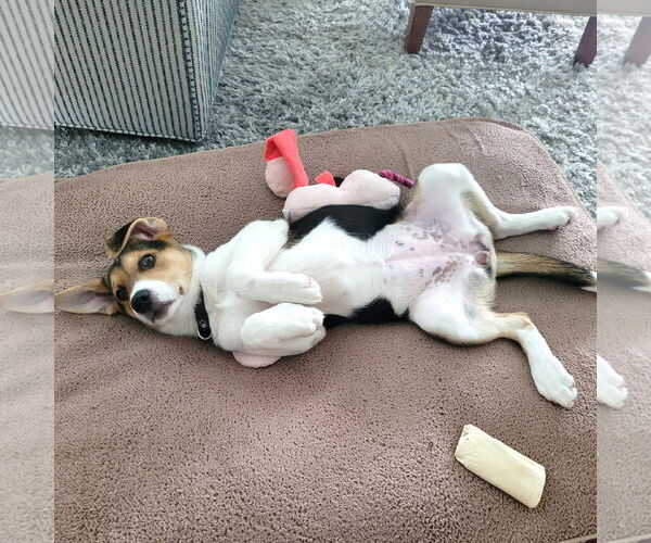 Medium Photo #6 Beagle-Unknown Mix Puppy For Sale in Arlington, VA, USA