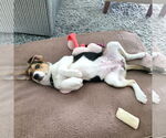 Small #5 Beagle Mix
