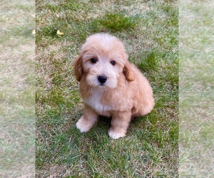 Goldendoodle Puppy for sale in MILWAUKEE, WI, USA