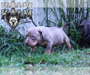 American Bully Puppy for sale in TENAHA, TX, USA
