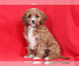 Cavapoo Puppy for sale in DENVER, PA, USA