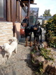 Small Photo #10 Doberman Pinscher Puppy For Sale in Maglic, Vojvodina, Serbia