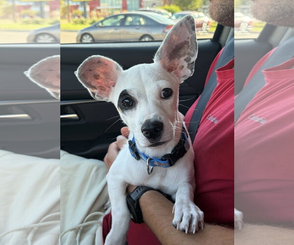 Medium Photo #3 Chihuahua-Unknown Mix Puppy For Sale in St. Louis Park, MN, USA