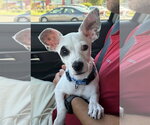 Small Photo #3 Chihuahua-Unknown Mix Puppy For Sale in St. Louis Park, MN, USA