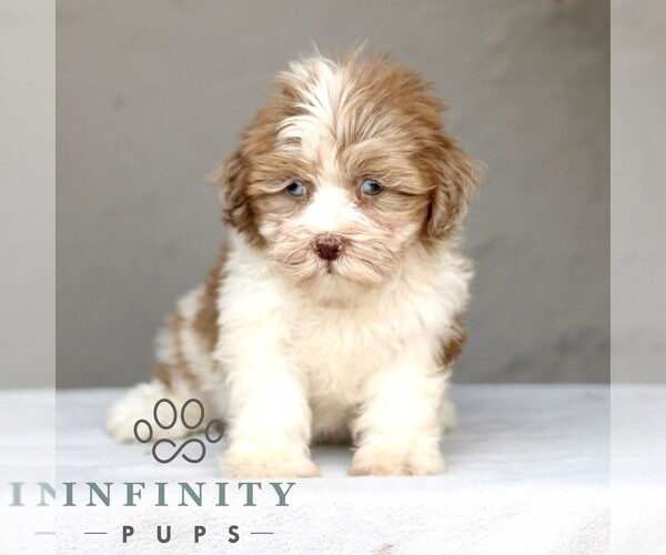 Medium Photo #5 ShihPoo Puppy For Sale in GORDONVILLE, PA, USA