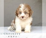 Small #4 ShihPoo