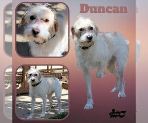 Australian Shepherd-Unknown Mix Dogs for adoption in Lindsay, CA, USA