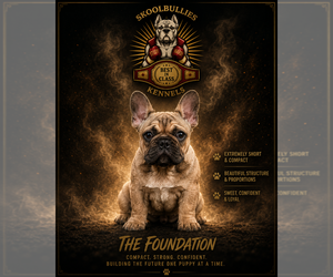 Medium French Bulldog