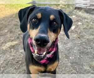 Doberman Pinscher Dogs for adoption in Pueblo, CO, USA