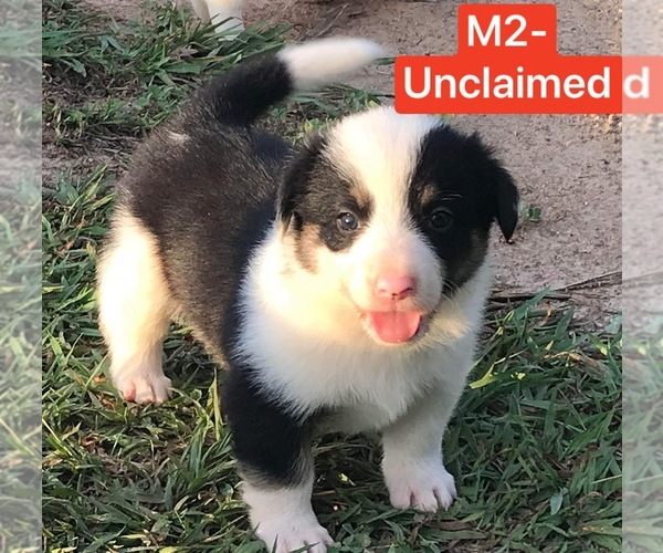 View Ad Border ColliePembroke Welsh Mix Litter of