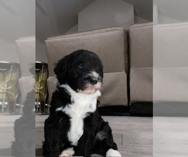 Medium Photo #1 Portuguese Water Dog Puppy For Sale in FORT WORTH, TX, USA