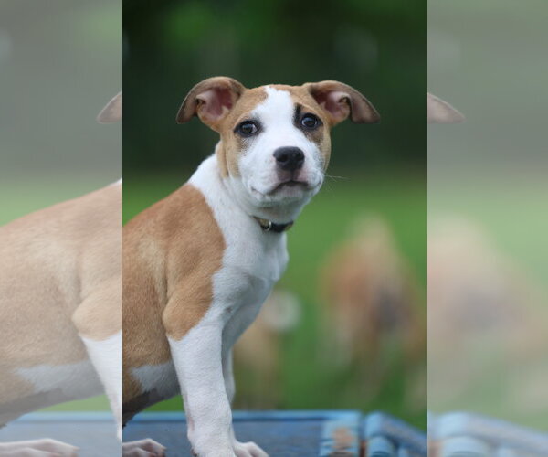 Medium Photo #2 Mutt Puppy For Sale in Greenville, SC, USA