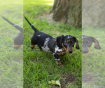 Small #3 Dachshund