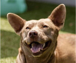 Australian Kelpie-Unknown Mix Dogs for adoption in Canton, CT, USA