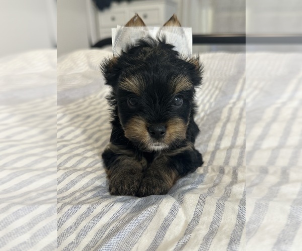 Medium Photo #6 Yorkshire Terrier Puppy For Sale in WEST HARTFORD, CT, USA
