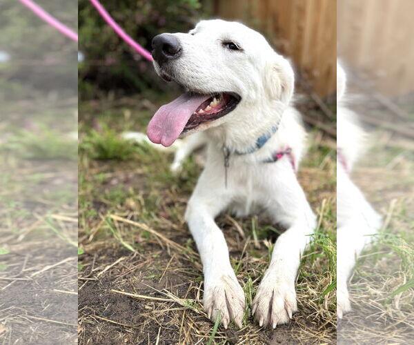 Medium Photo #4 Great Pyrenees Puppy For Sale in Spring, TX, USA