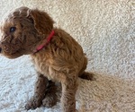 Small #2 Goldendoodle