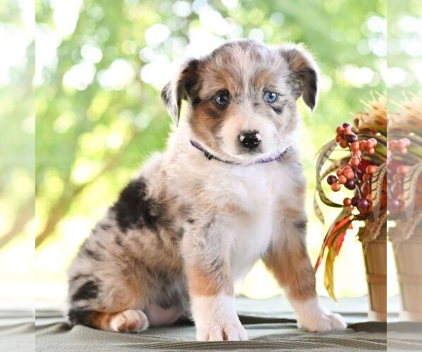 Medium Photo #3 Miniature Australian Shepherd Puppy For Sale in REBERSBURG, PA, USA