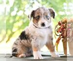Small #2 Miniature Australian Shepherd