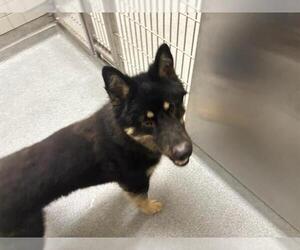 Medium German Shepherd Dog