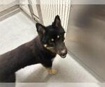 Small German Shepherd Dog