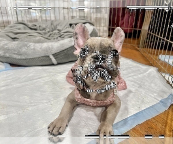 Medium Photo #1 French Bulldog Puppy For Sale in HAYWARD, CA, USA