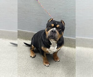 American Bulldog-Unknown Mix Dogs for adoption in Las Vegas, NV, USA