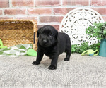 Small #6 Labrador Retriever