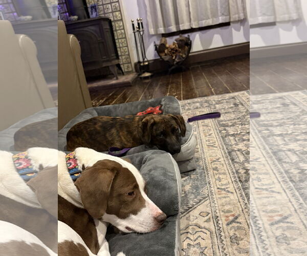 Medium Photo #8 Boxador Puppy For Sale in Woodbury, NY, USA