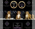 Small #4 Goldendoodle (Miniature)