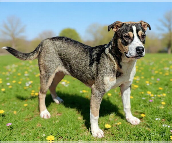 Medium Photo #7 American Bulldog-Unknown Mix Puppy For Sale in Talladega, AL, USA
