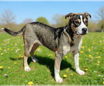 Small #6 American Bulldog Mix
