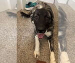 Small #1 Anatolian Shepherd-German Shepherd Dog Mix