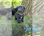 Small #1 Labrador Retriever Mix
